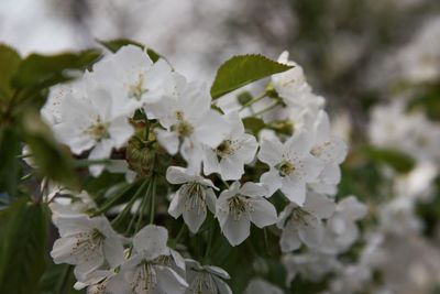 Close-up of white cherry blossoms in spring