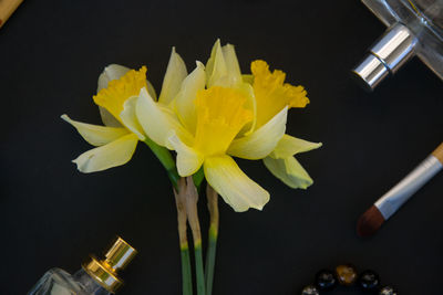 Close-up of yellow flower vase against black background