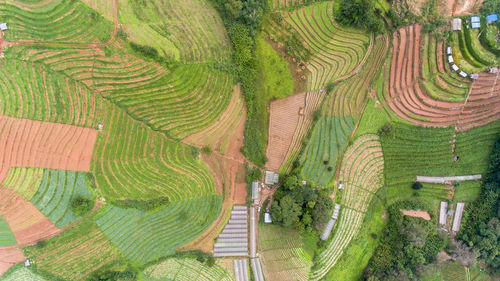High angle view of agricultural field