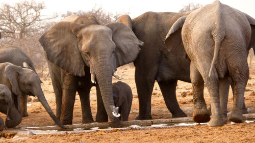 View of elephant in zoo