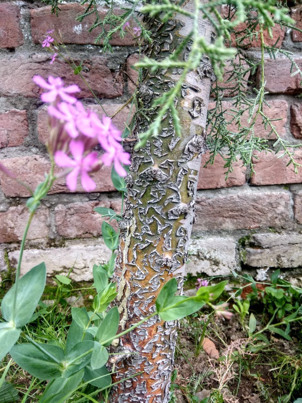 CLOSE-UP OF PURPLE FLOWERING PLANT AGAINST WALL