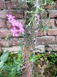 Close-up of pink flowering plant against wall