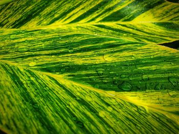 Full frame shot of fresh green leaves