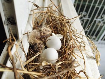 Close-up of bird nest