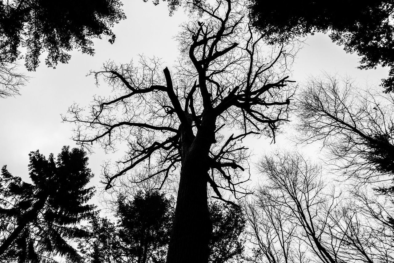 LOW ANGLE VIEW OF SILHOUETTE TREES AGAINST THE SKY