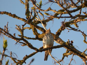 Song thrush