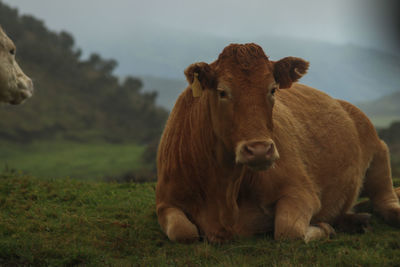 Cows in a field