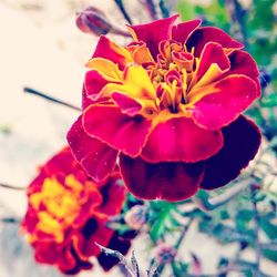 Close-up of red flower