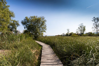 Footpath amidst plants on field against sky