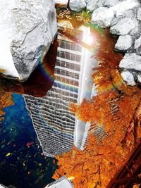 Reflection of trees in water