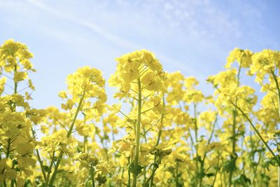 Close-up of fresh yellow flower against sky