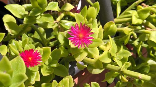 Close-up of pink flowers