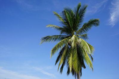 Low angle view of palm tree against blue sky