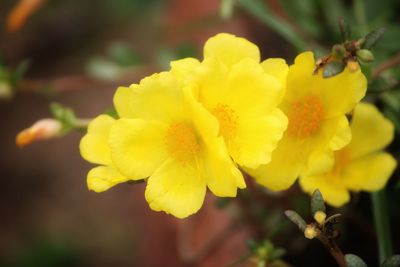 Close-up of yellow flowering plant