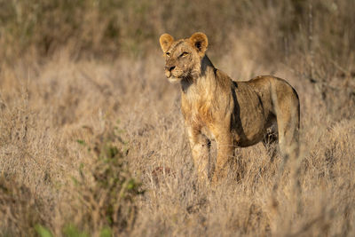 Young male lion