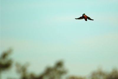 Low angle view of bird flying against sky