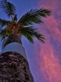 Low angle view of palm tree against sky