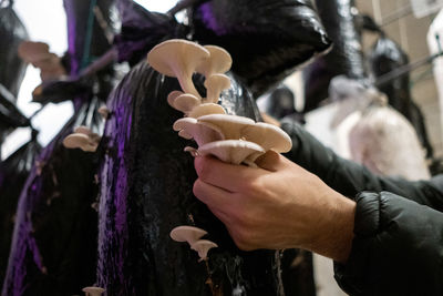 Cropped hands of man holding mushrooms