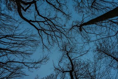 Low angle view of bare trees against blue sky
