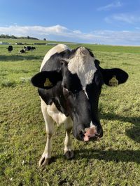 Cows in a field