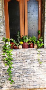 Potted plants by window