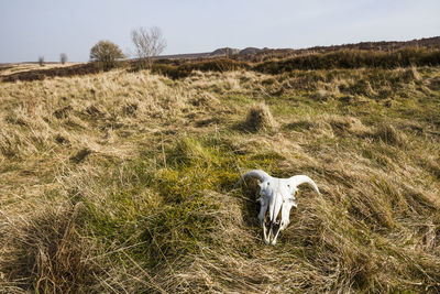 Animal skull on grassy field against sky