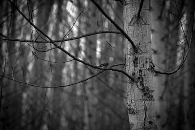 Close-up of bare tree branch