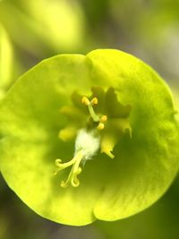 Close-up of insect on plant