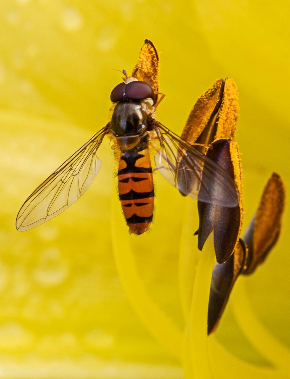 CLOSE-UP OF INSECT POLLINATING FLOWER