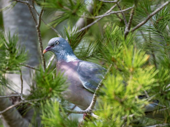 Close-up of bird perching on branch