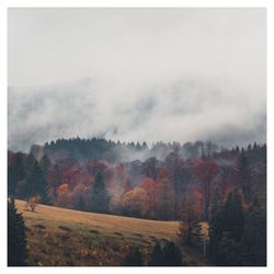 Scenic view of forest against sky during autumn