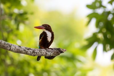 Close-up of bird perching on a tree