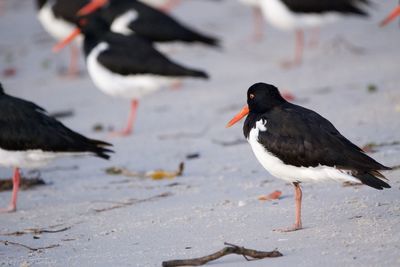 Black bird on the beach