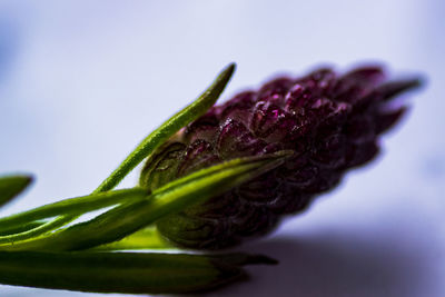 Close-up of purple flower on white background