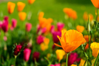 Close-up of fresh orange crocus flowers blooming in field