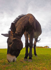 Horse grazing in field