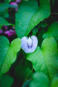 Close-up of purple flowering plant