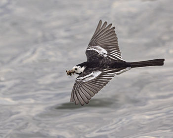 Close-up of bird flying over the water