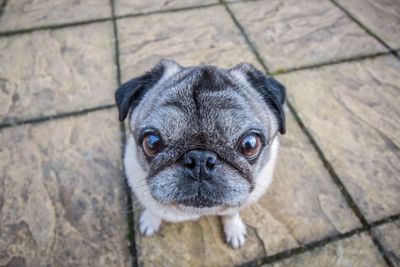 Close-up portrait of dog