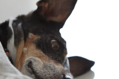 Close-up of dog