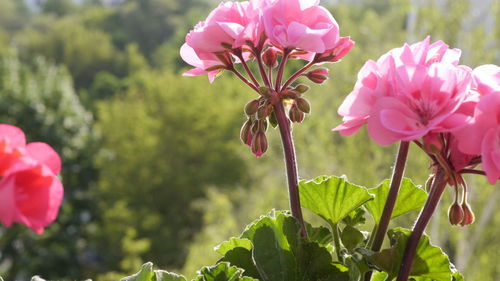 Close-up of pink flowering plant