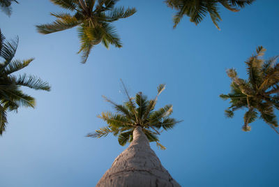 Low angle view of palm trees against clear blue sky