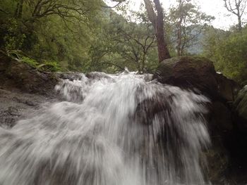 Scenic view of waterfall in forest