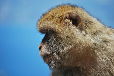 Close-up of an animal against blue sky