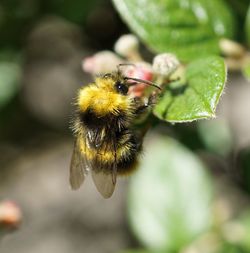 Close-up of bee on flower