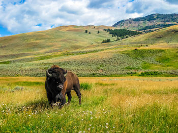 American bison standing on grassy field against sky