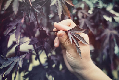 Close-up of hand holding leaves