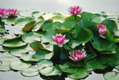 Close-up of pink flowers blooming outdoors