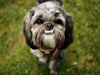 Close-up portrait of dog