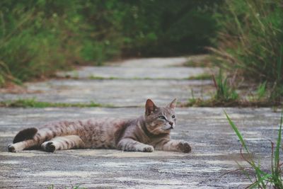 Portrait of cat lying down